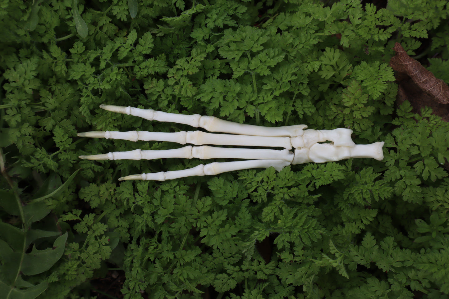 Lucky Rabbit Paw Articulation