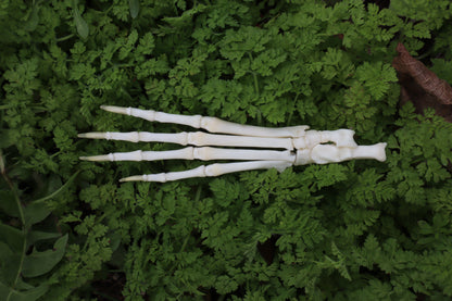Lucky Rabbit Paw Articulation