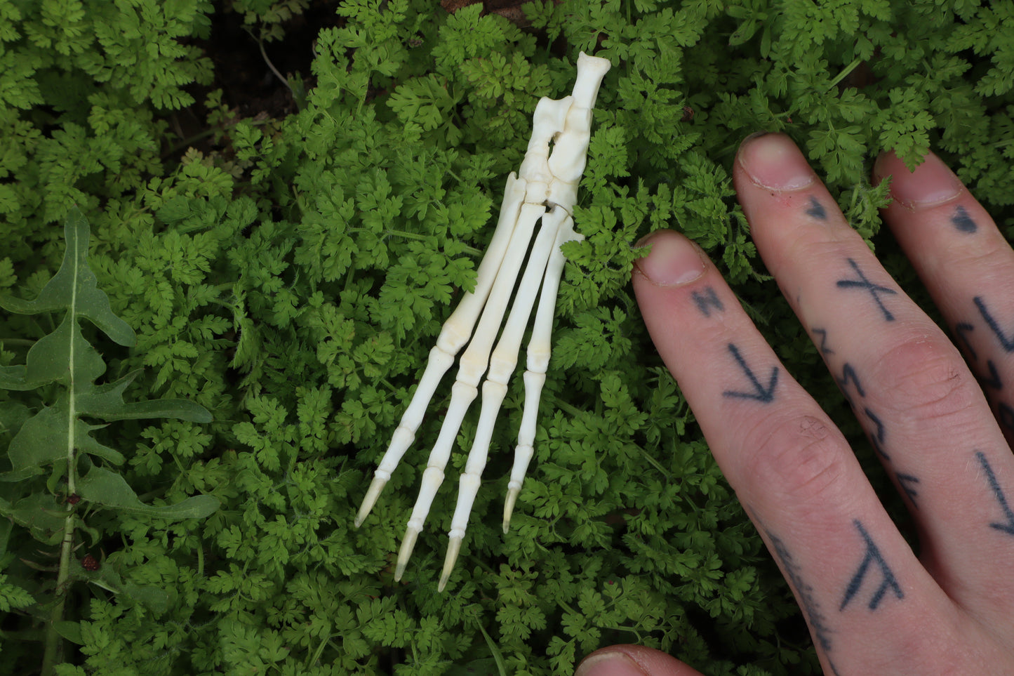 Lucky Rabbit Paw Articulation