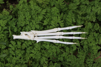 Lucky Rabbit Paw Articulation