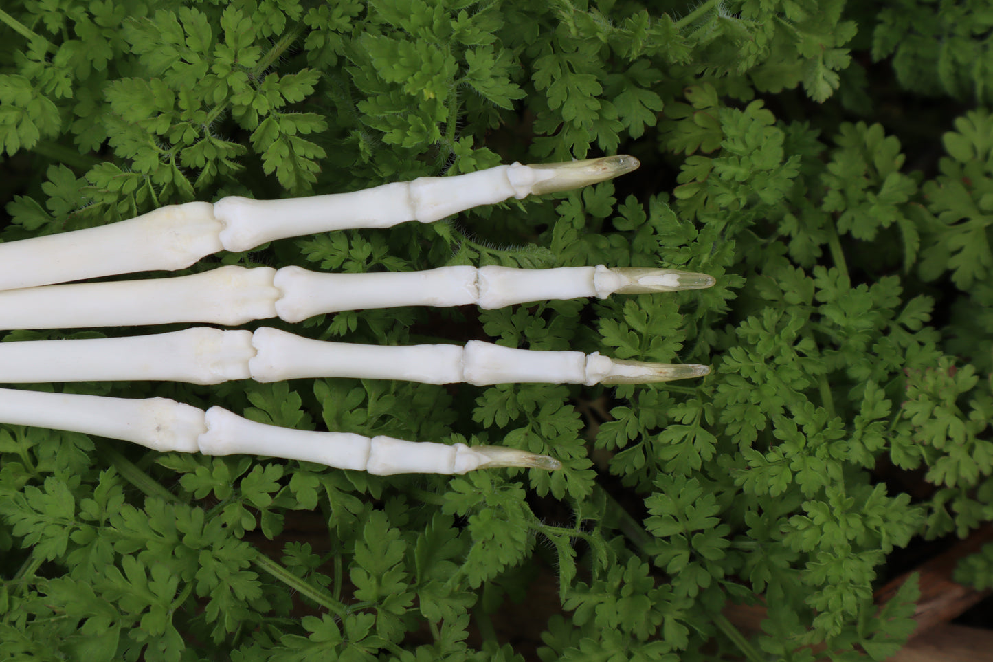 Lucky Rabbit Paw Articulation