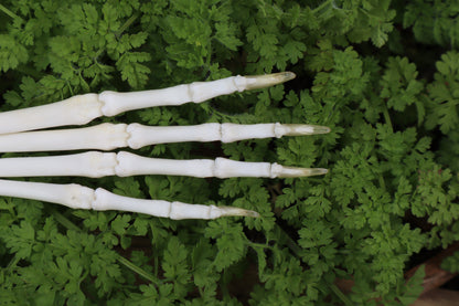 Lucky Rabbit Paw Articulation