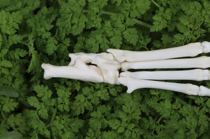 Lucky Rabbit Paw Articulation