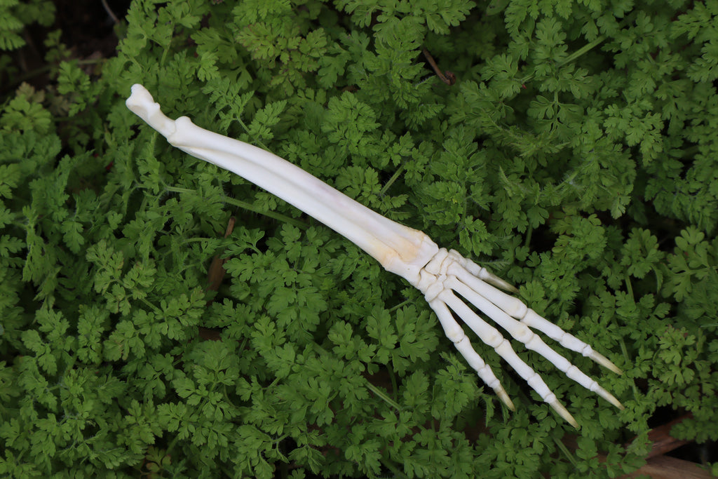 Lucky Rabbit Paw Articulation