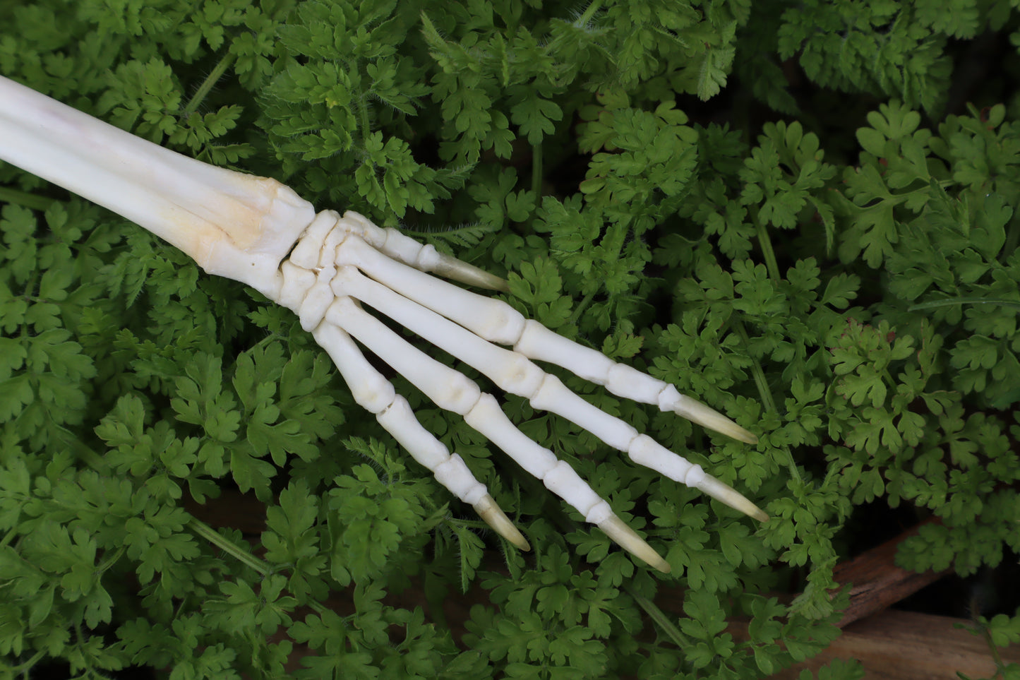 Lucky Rabbit Paw Articulation