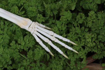 Lucky Rabbit Paw Articulation