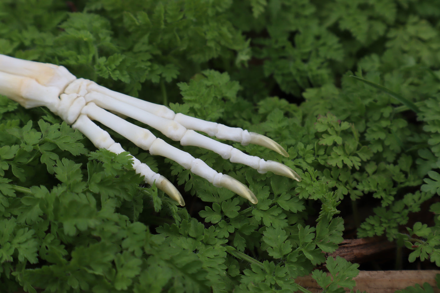 Lucky Rabbit Paw Articulation