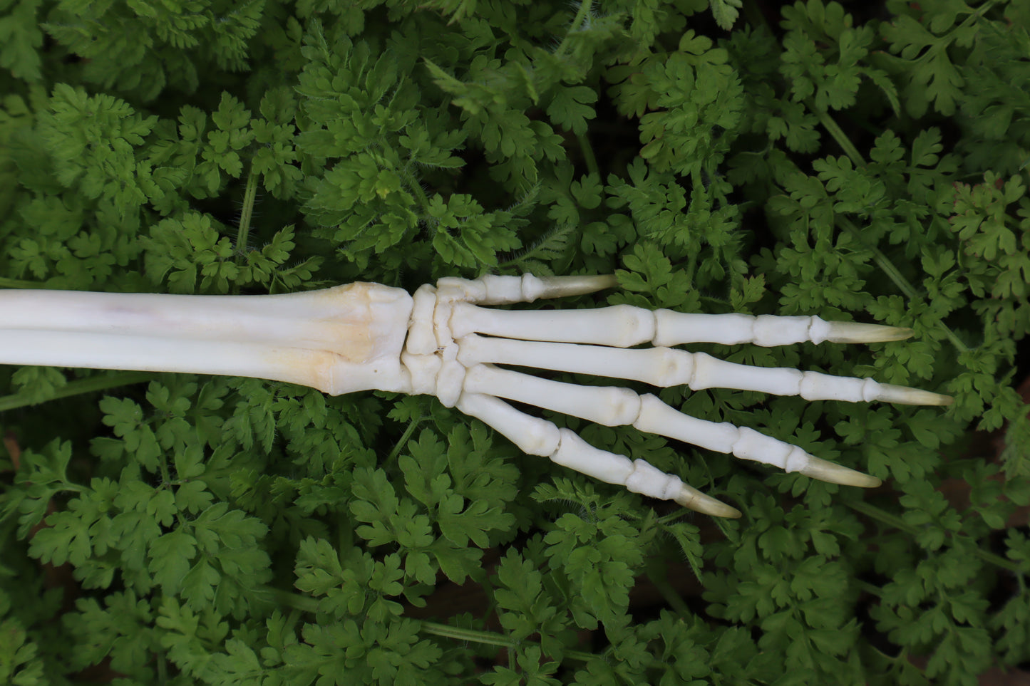 Lucky Rabbit Paw Articulation