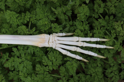 Lucky Rabbit Paw Articulation