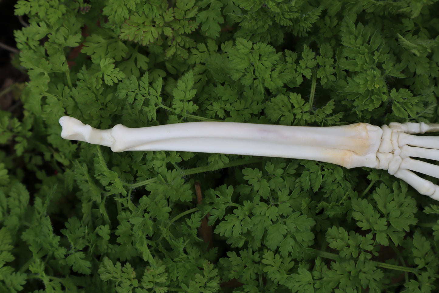 Lucky Rabbit Paw Articulation