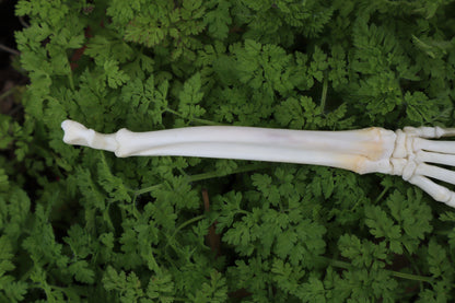 Lucky Rabbit Paw Articulation
