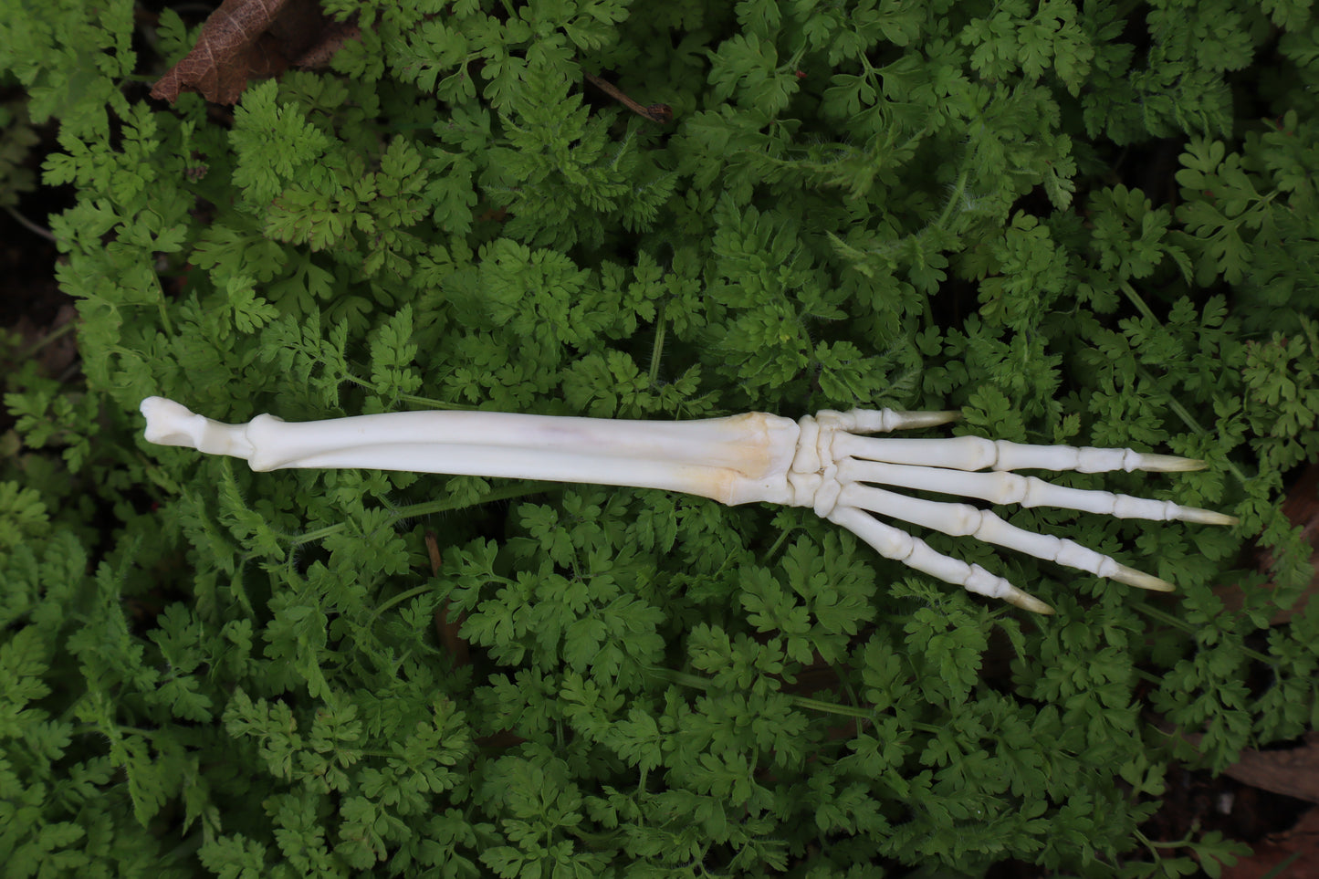 Lucky Rabbit Paw Articulation