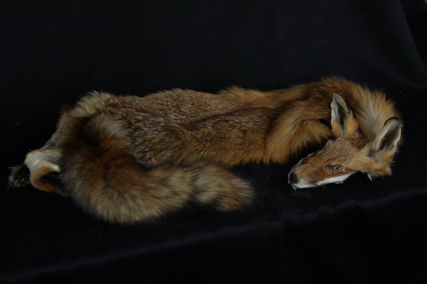 Lifesize Red Fox Wall Hanger