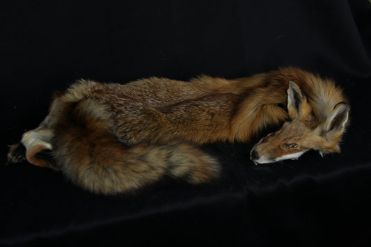 Lifesize Red Fox Wall Hanger