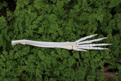 Lucky Rabbit Paw Articulation