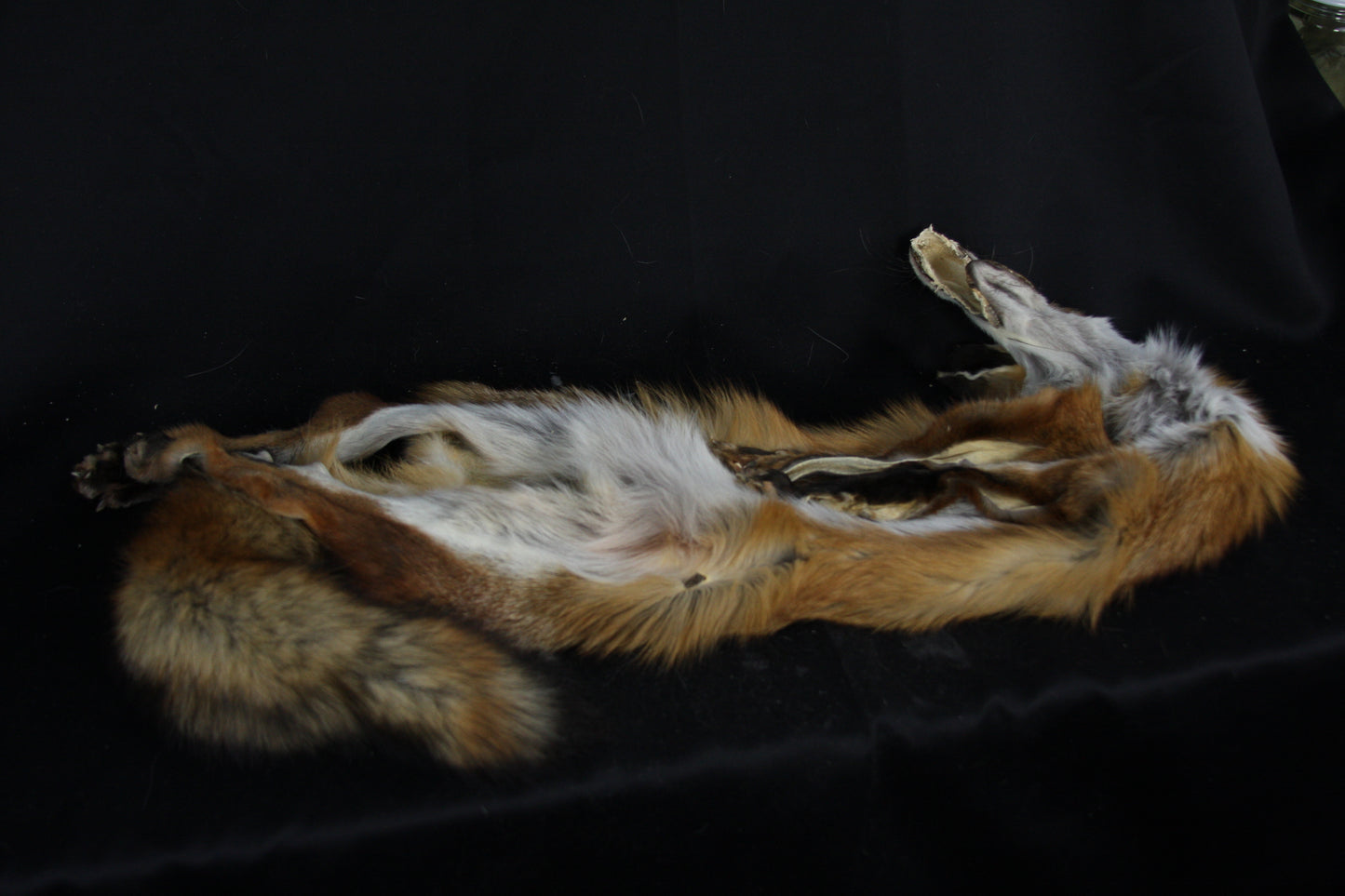 Lifesize Red Fox Wall Hanger