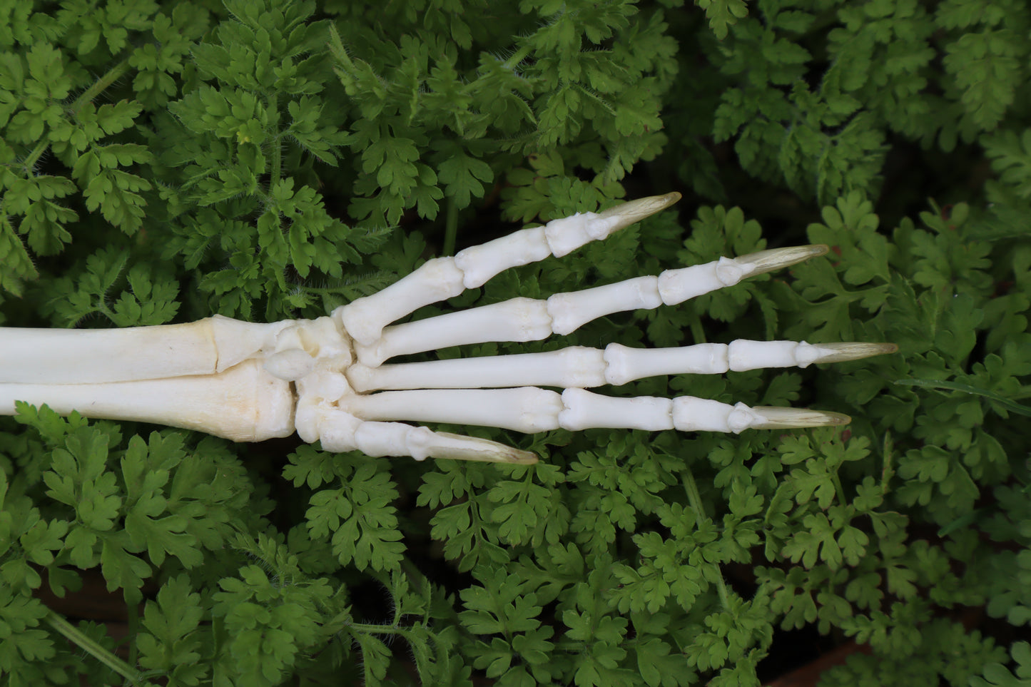 Lucky Rabbit Paw Articulation