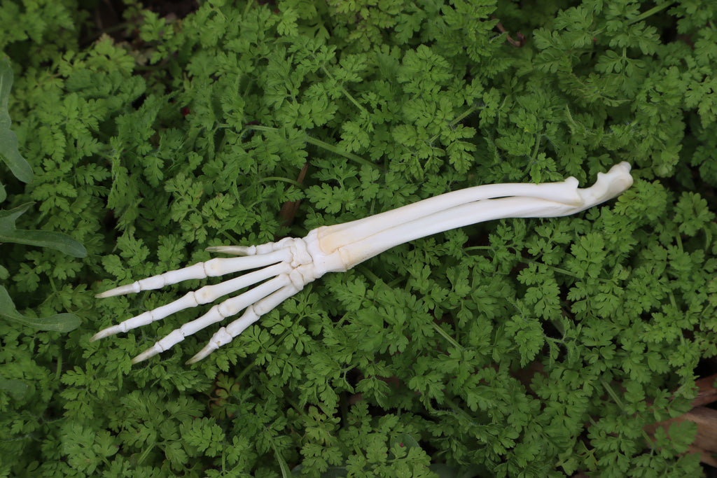 Lucky Rabbit Paw Articulation