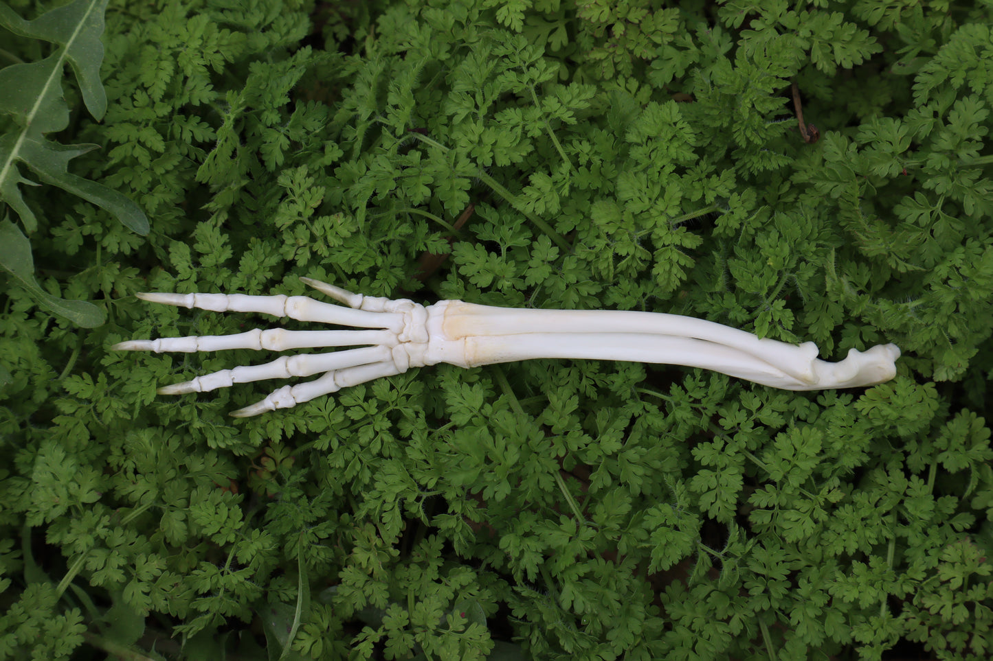 Lucky Rabbit Paw Articulation