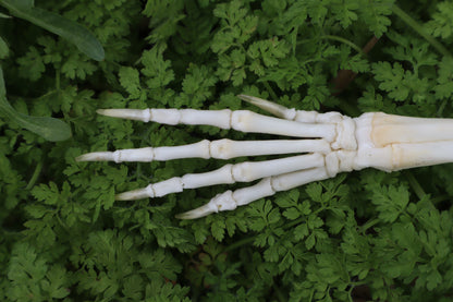 Lucky Rabbit Paw Articulation