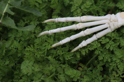 Lucky Rabbit Paw Articulation