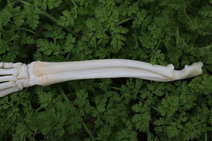 Lucky Rabbit Paw Articulation