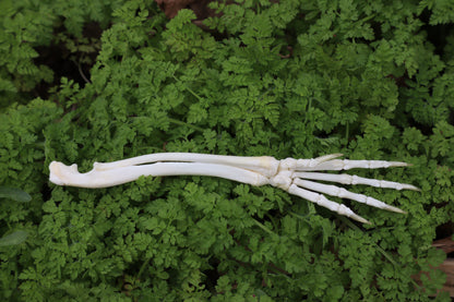 Lucky Rabbit Paw Articulation