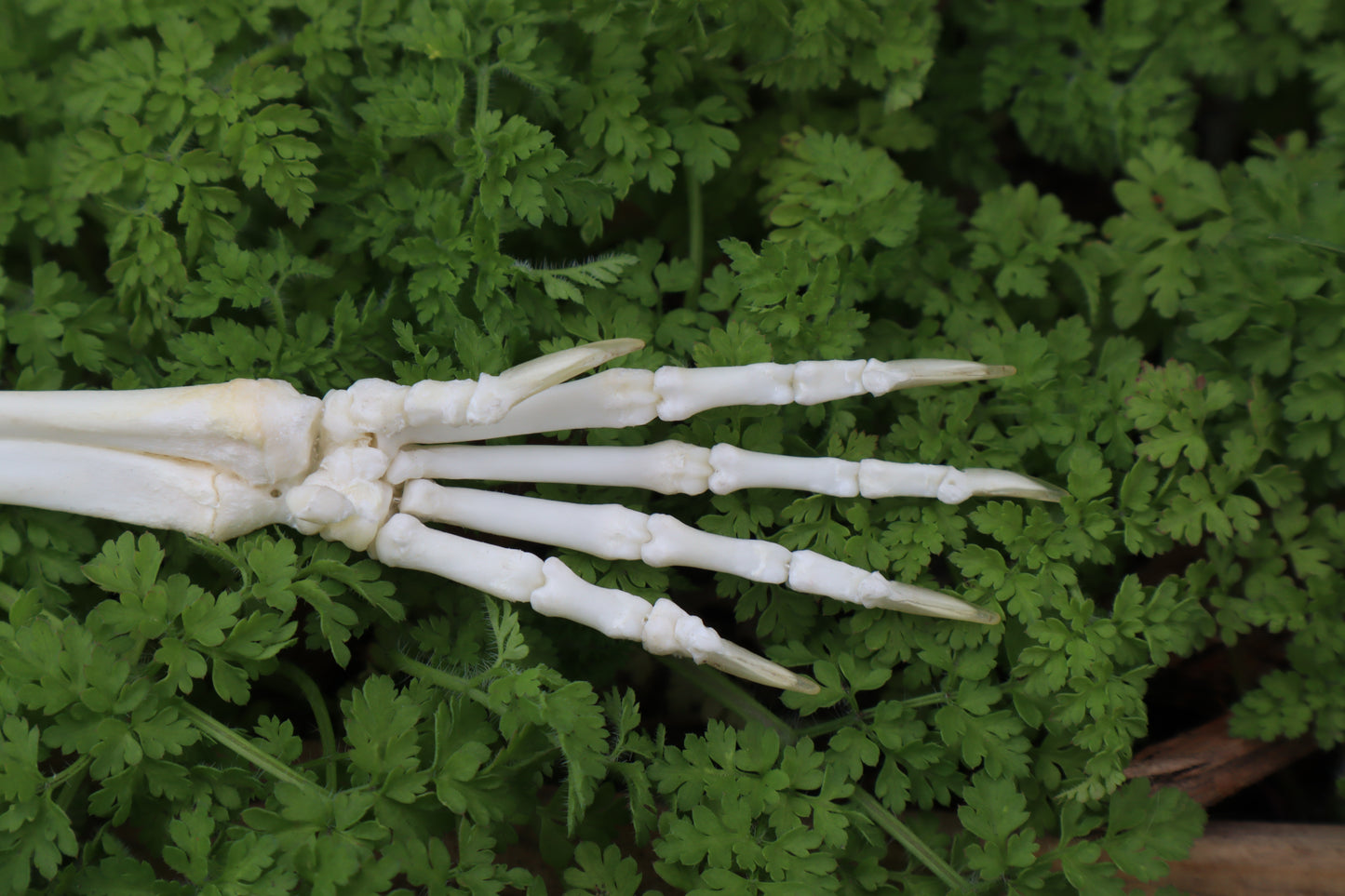 Lucky Rabbit Paw Articulation