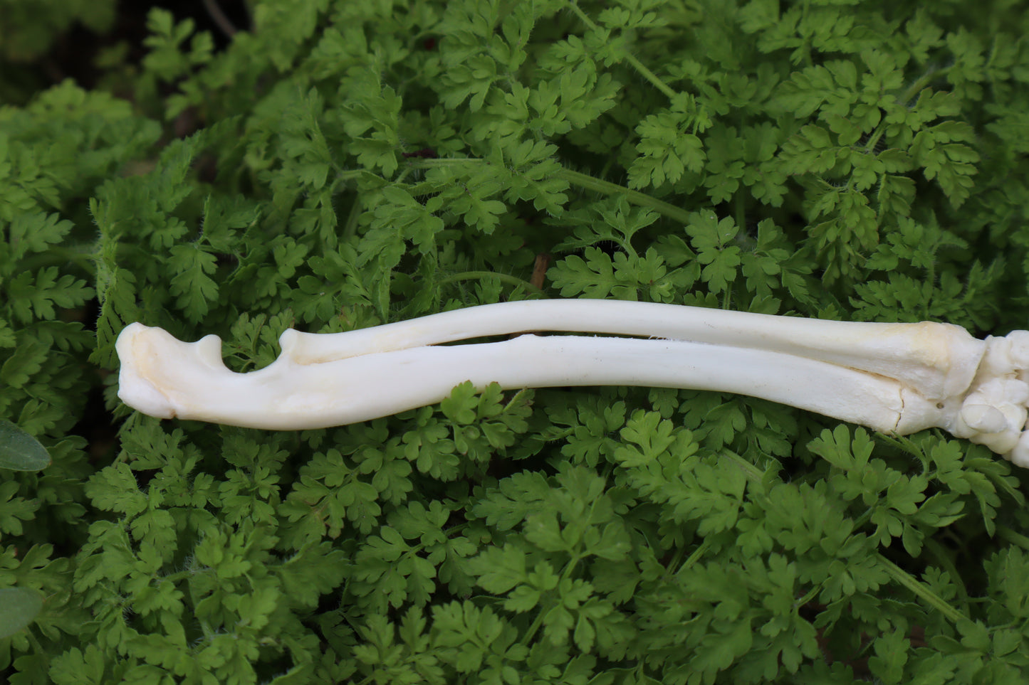Lucky Rabbit Paw Articulation