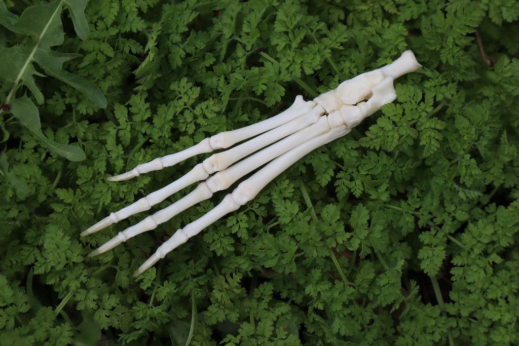 Lucky Rabbit Paw Articulation