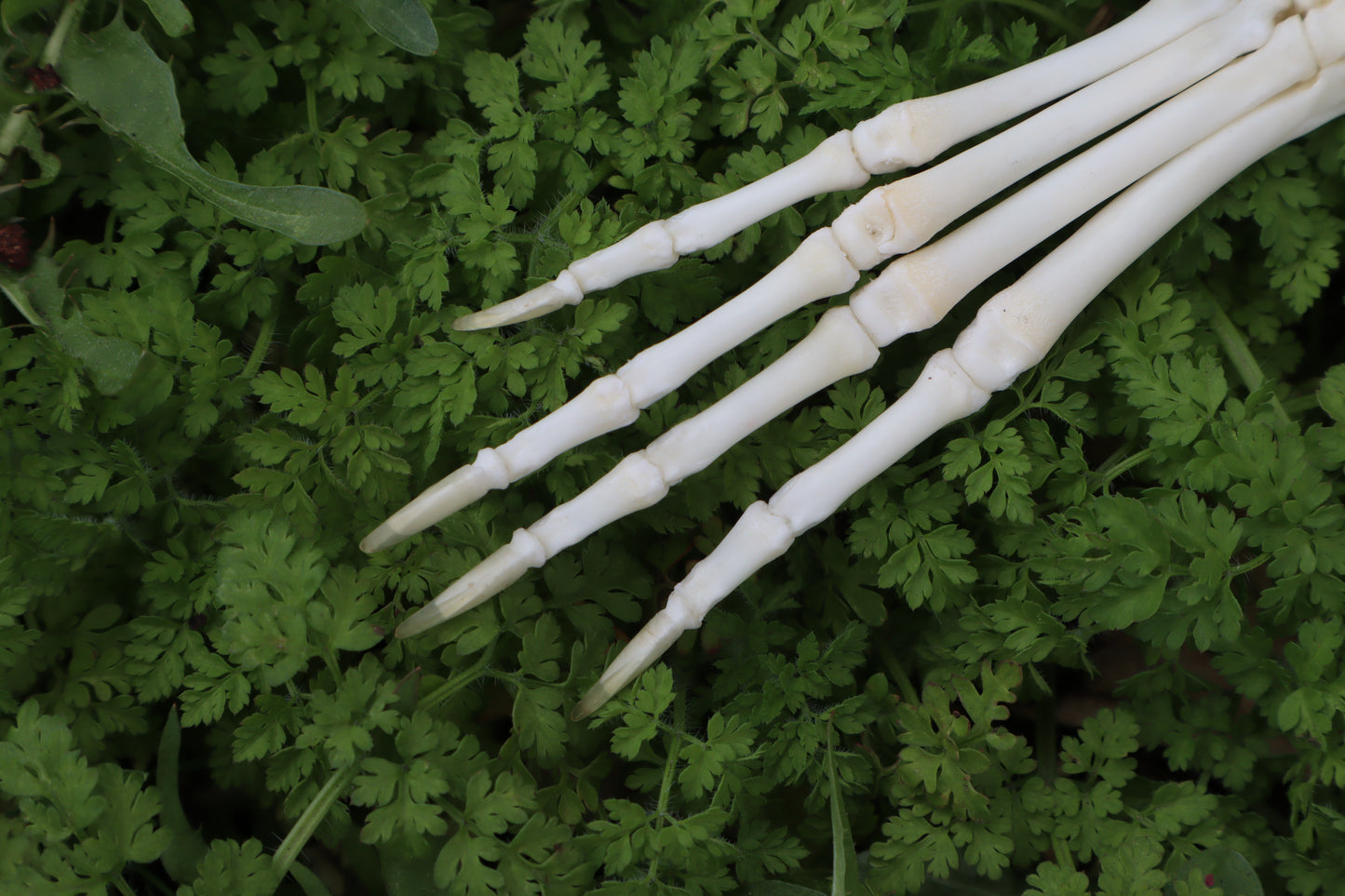 Lucky Rabbit Paw Articulation