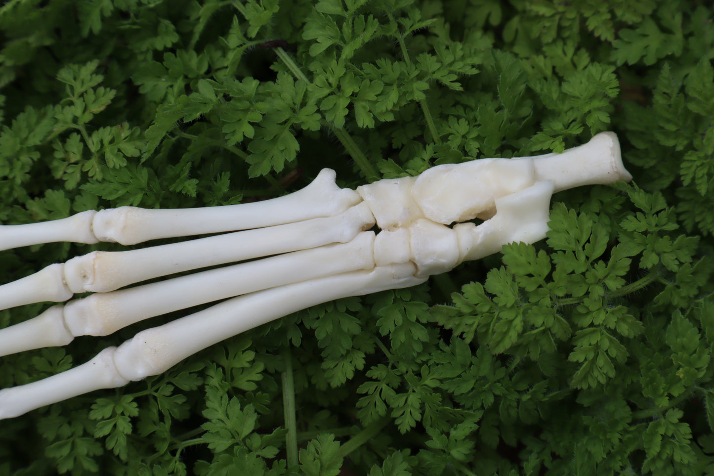 Lucky Rabbit Paw Articulation
