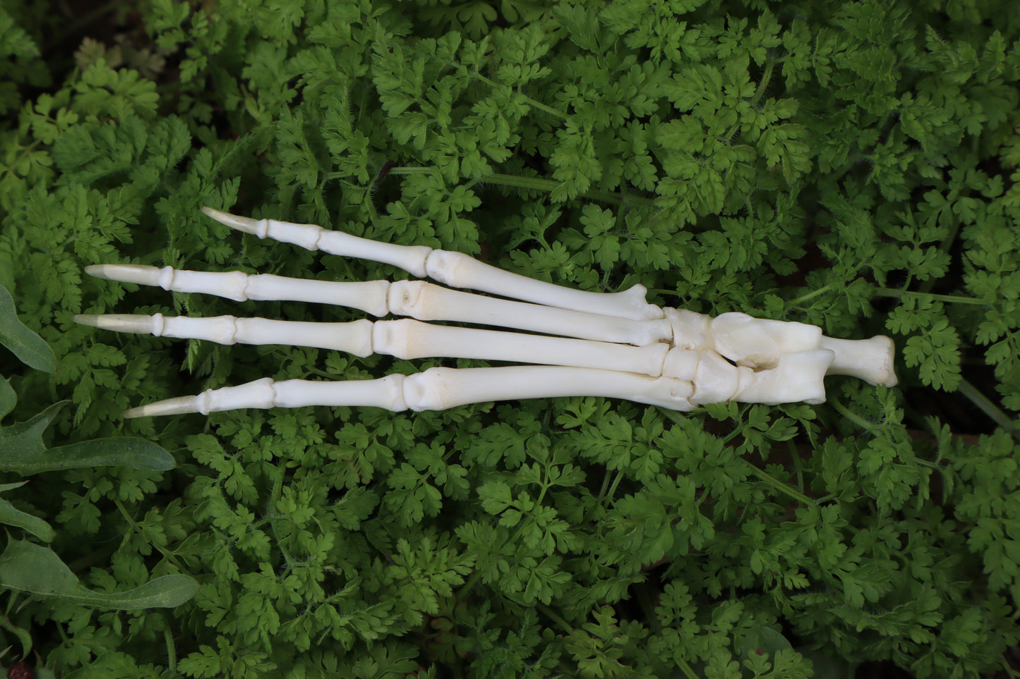 Lucky Rabbit Paw Articulation