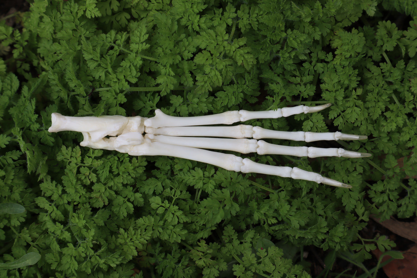 Lucky Rabbit Paw Articulation