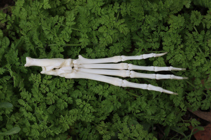 Lucky Rabbit Paw Articulation