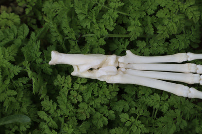 Lucky Rabbit Paw Articulation