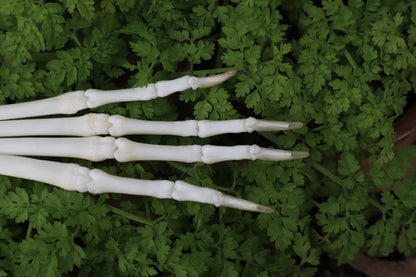 Lucky Rabbit Paw Articulation