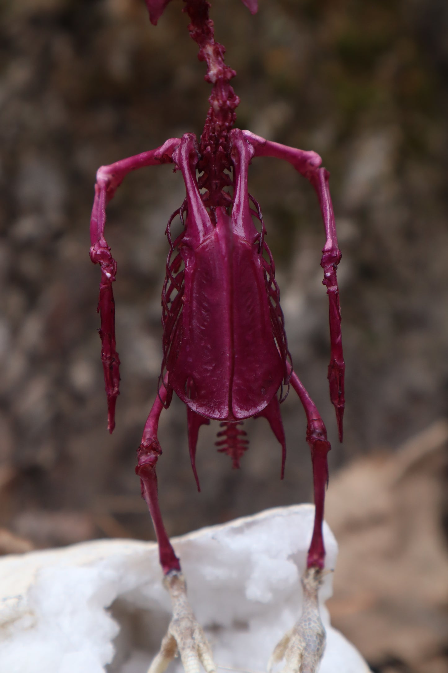 Shadowkeet the Psychopomp