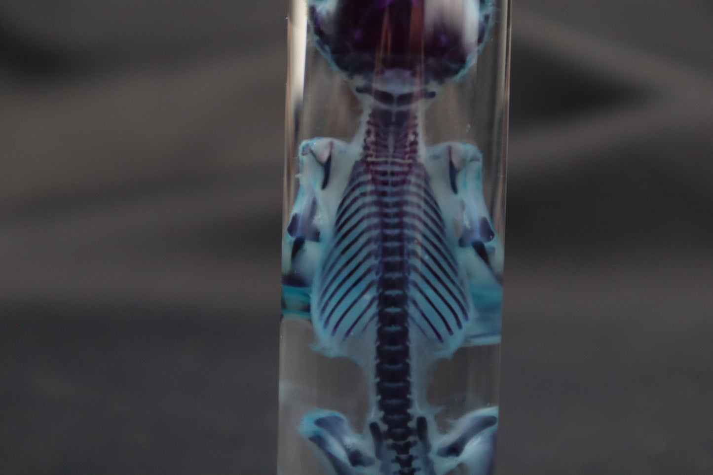 Diaphonized Opossum Joey