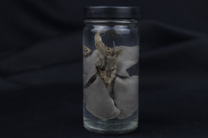 Kitten Lungs Wet Specimen