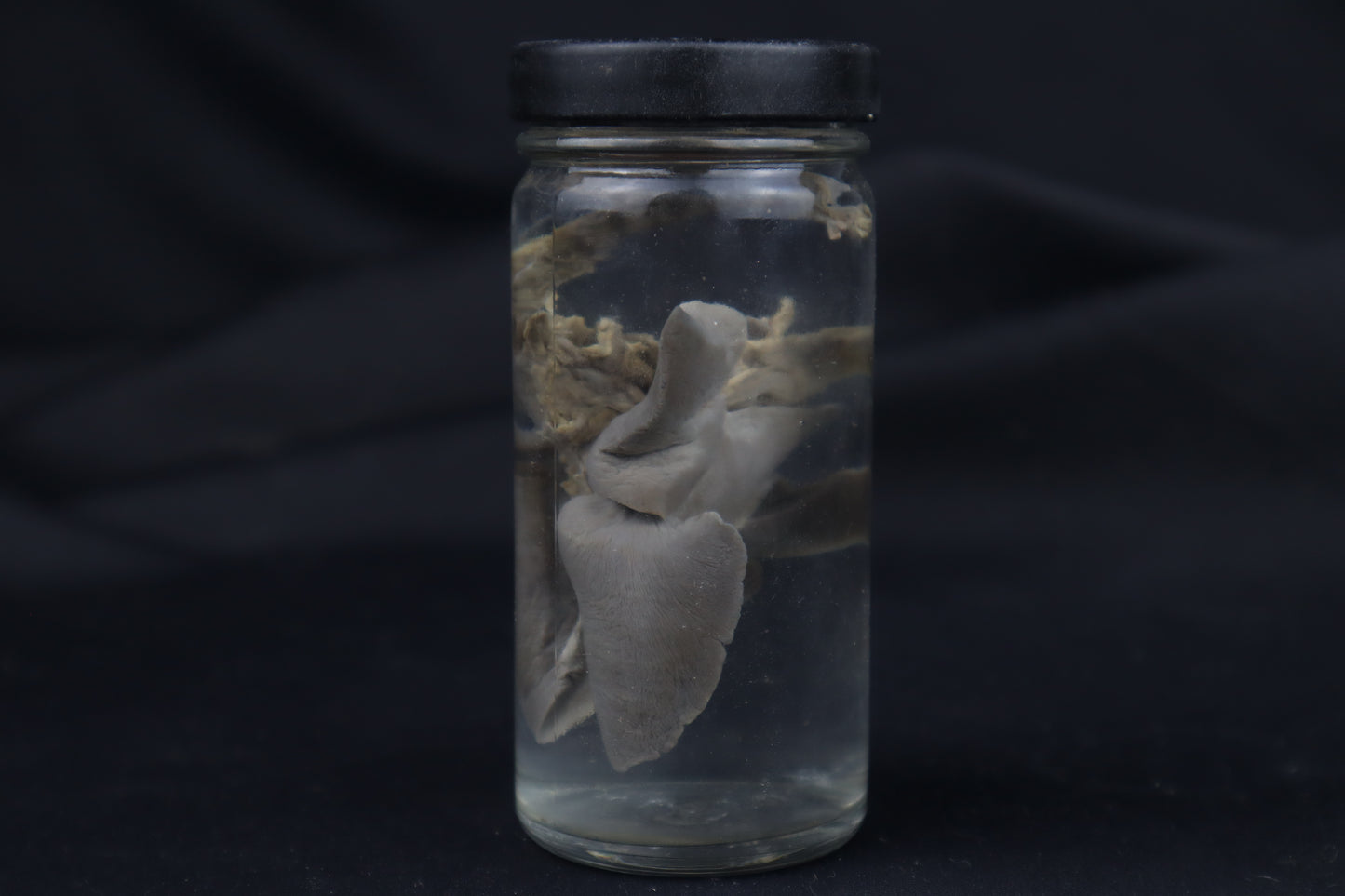 Kitten Lungs Wet Specimen