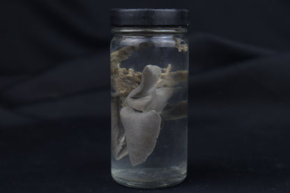 Kitten Lungs Wet Specimen
