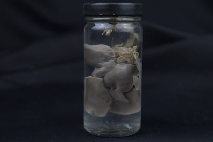 Kitten Lungs Wet Specimen