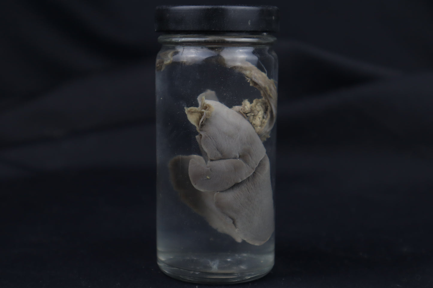 Kitten Lungs Wet Specimen