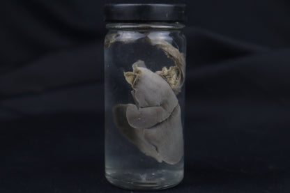Kitten Lungs Wet Specimen