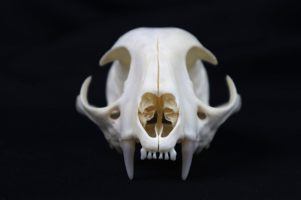 Half Bobcat Skull