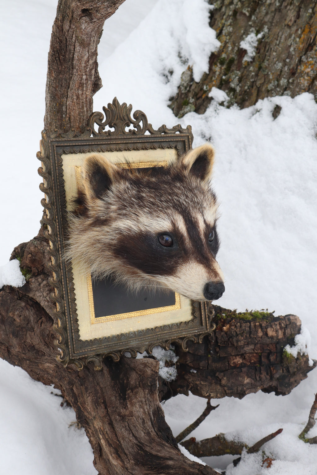 Taxidermy Raccoon