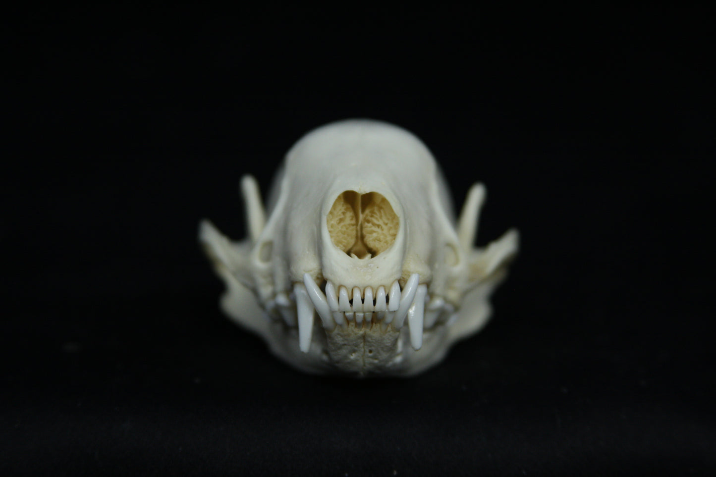 Skunk Skull