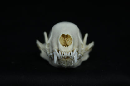 Skunk Skull