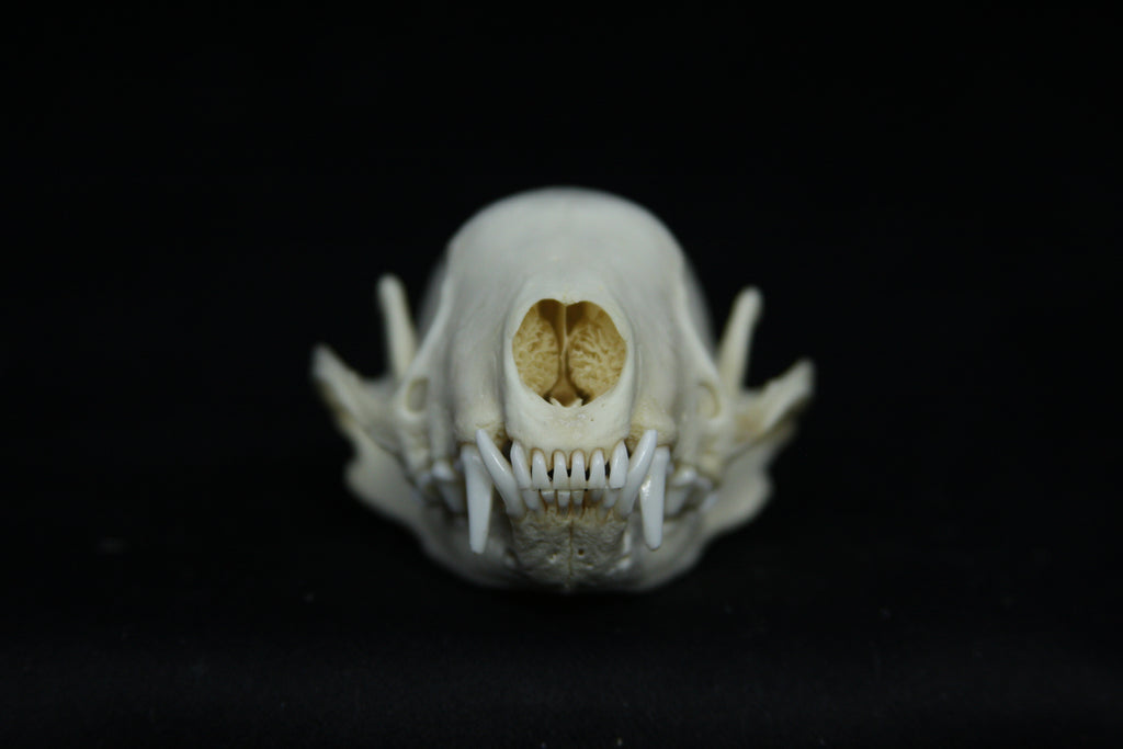 Skunk Skull